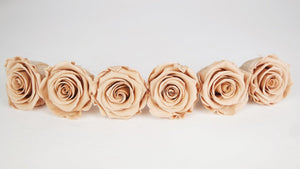 Stabilisierte Rosen Kiara  6 cm - 6 Stück - Nude