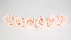 Stabilisierte Rosen Kiara  6 cm - 6 Stück - Porcelain pink