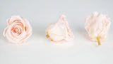Stabilisierte Rosen Kiara  6 cm - 6 Stück - Porcelain pink