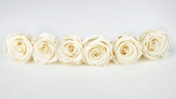 Stabilisierte Rosen Kiara 6 cm - 6 Stück - Pearl white