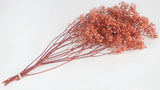 Preserved gypsophila - 1 bunch - Coral pink