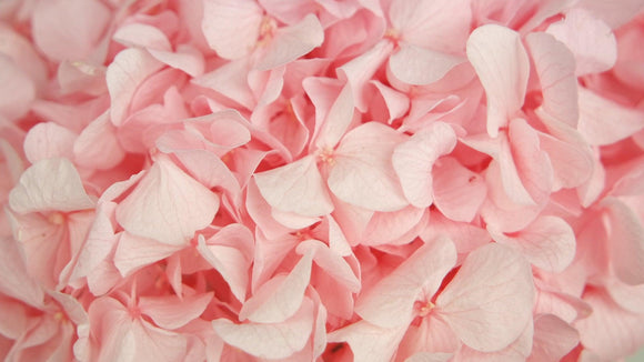 Konservierte Hortensie Kiara - 1 Kopf - Bridal pink