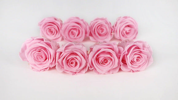 Stabilisierte Rosen Kiara  5 cm - 8 Stück - Bridal pink