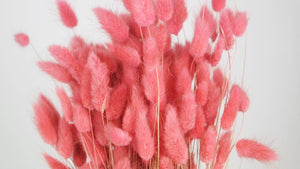 Lagurus getrocknet - 1 Bund - Rosa