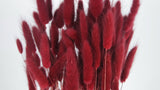 Lagurus - 1 Bund - Berry