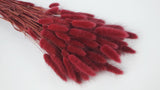 Lagurus - 1 Bund - Berry