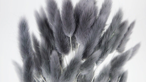 Lagurus getrocknet - 1 Bund - Grau
