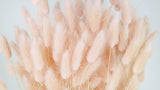 Lagurus getrocknet - 1 Bund - Porcelain pink