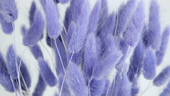 Lagurus getrocknet - 1 Bund - Violett