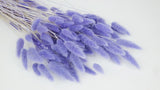 Lagurus getrocknet - 1 Bund - Violett - Si-nature