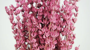Stabilisierter Lavendel - 1 Bund - Dunkelrosa