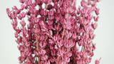 Stabilisierter Lavendel - 1 Bund - Dunkelrosa