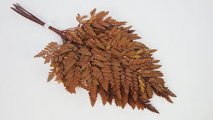 Leather fern preserved Premium - 6 stems - Amber
