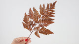 Leather fern preserved Premium - 6 stems - Amber