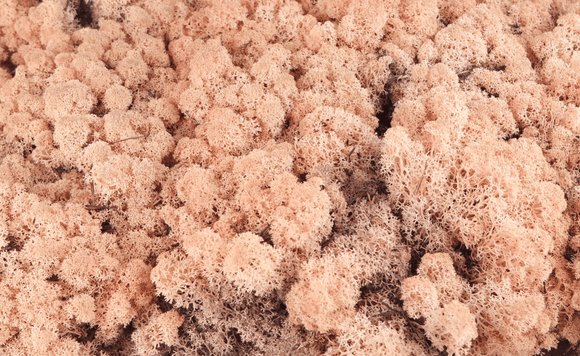 Konserviertes Islandmoos - 2,5 kg - Pfirsich
