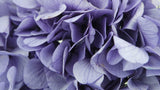 Konservierte Hortensie - 1 Kopf - Violett