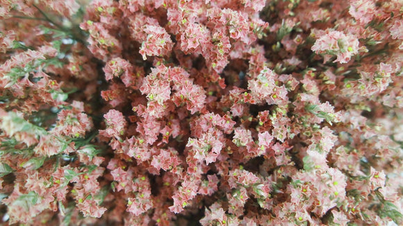 Limonium getrocknet - 1 Bund - Naturfarbe Coral