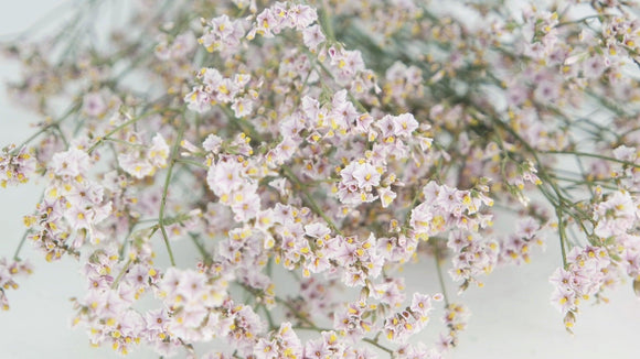 Limonium getrocknet - 1 Bund - Naturfarbe Helllila