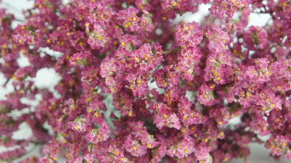 Limonium getrocknet - 1 Bund - Naturfarbe Dunkelrosa