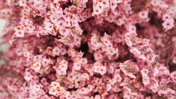 Stabilisiertes Limonium - 1 Strauß - Hellrosa - Si-nature