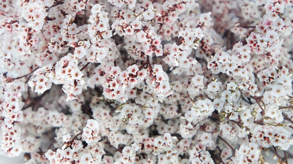 Stabilisiertes Limonium - 1 Strauß - Weiß und Rot - Si-nature
