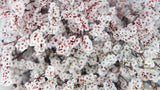 Stabilisiertes Limonium - 1 Strauß - Weiß und Rot - Si-nature