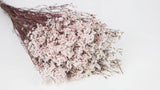 Stabilisiertes Limonium - 1 Strauß - Weiß und Rot - Si-nature