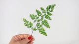 Adianthum Lutti fern preserved - 6 stems - Green