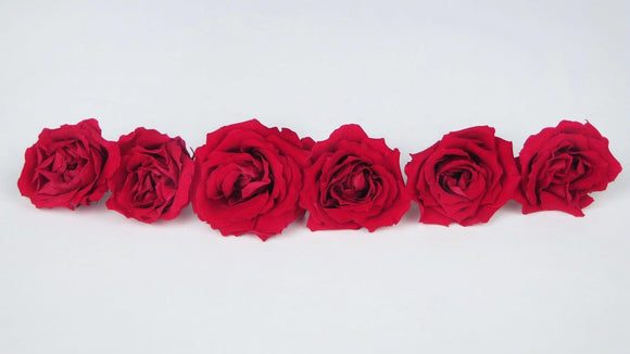 Rosen konserviert Majolica Earth Matters - 6 Köpfe - Queen red 331