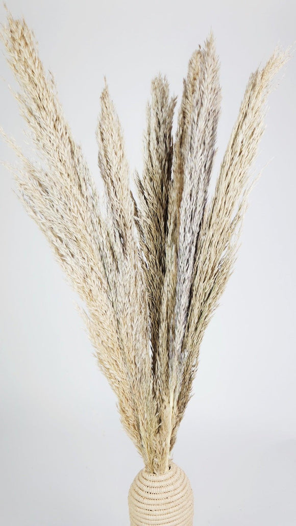 Pampasgras 100 cm - 6 Stängel - Naturfarbe
