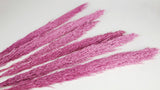 Pampasgras 90 cm - 6 Stängel - Violettrosa