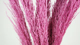 Pampasgras 90 cm - 6 Stängel - Violettrosa