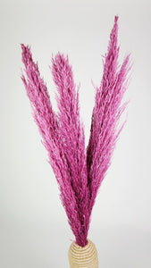 Pampasgras 90 cm - 6 Stängel - Violettrosa