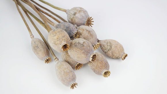 Mohnkapseln giant getrocknet - 1 Strauß - Naturfarbe