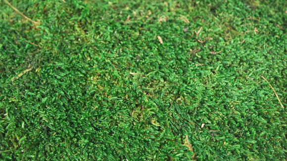 Musgo de trapo preservado - 500 g - Verde