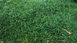 Musgo de trapo en conserva - 500 g - Verde oscuro