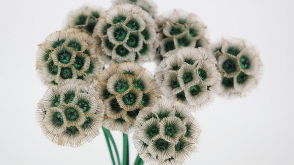Scabiosa stellata - 10 Stängel - Naturfarbe