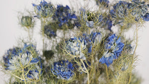 Nigella - 1 Strauß - Naturfarbe blau