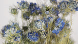 Nigella - 1 Strauß - Naturfarbe blau
