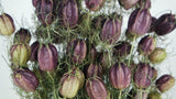 Nigella - 1 Strauß - Naturfarbe lila - Si-nature