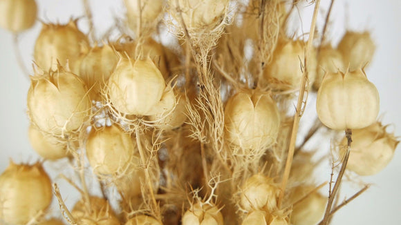 Nigella - 1 Bund - Naturfarbe