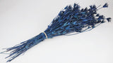 Nigella orientalis - 1 Strauß - Blau