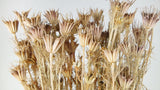 Nigelle orientale - 1 botte - Couleur naturelle
