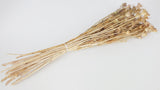 Nigelle orientale - 1 botte - Couleur naturelle