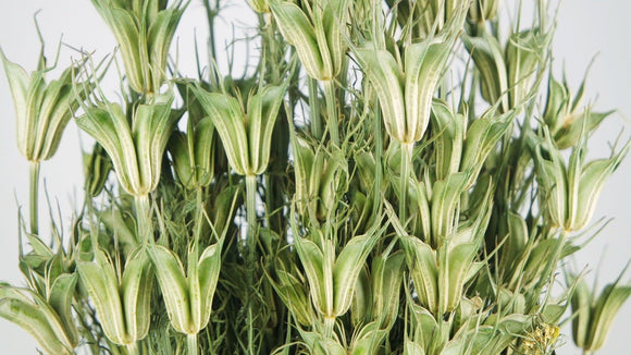 Nigella orientalis NL - 1 Bund - Naturfarbe