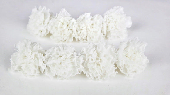 Nelken konserviert Kiara - 8 Stück - Pure white