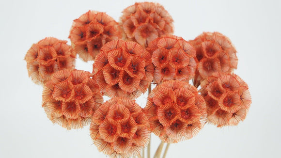 Scabiosa stellata - 10 Stängel - Orange