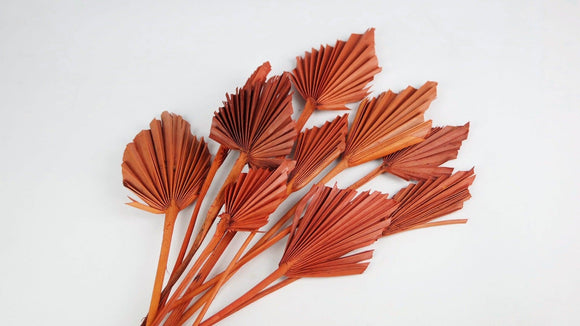 Fächerpalme getrocknet mini S - 10 Stiele - Terracotta