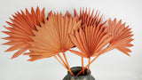 Palm Sun - 6 tallos - Ámbar