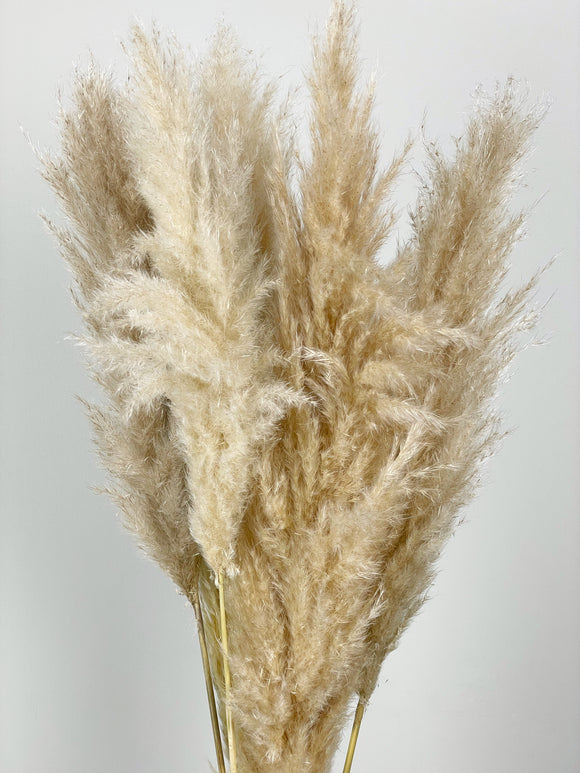 Pampasgras fluffig 115 cm - 5 Stängel - Naturfarbe